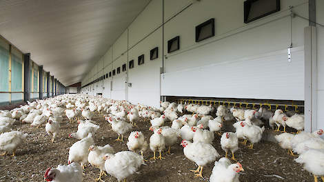 Coppens Diervoeding is dringend op zoek naar bedrijven die scharrelvleeskuikens willen houden. De vraag naar deze kuikens is namelijk sterk stijgende. Er is dus veel vraag en ruimte om grote aantallen in te kunnen passen.