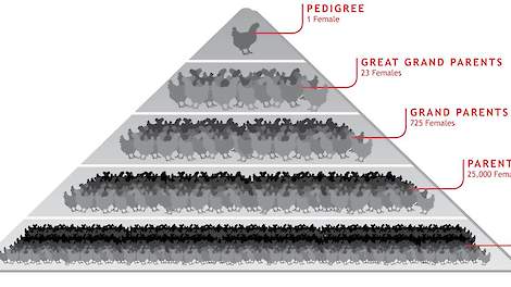 Pluimveefokpyramide