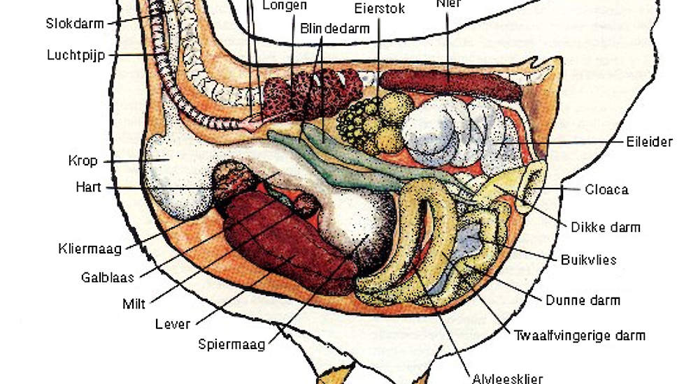 Schematische afbeelding leghen