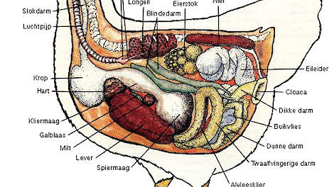 Schematische afbeelding leghen