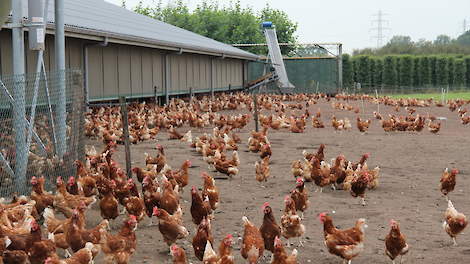 Uitbreiding grondstoffenpatroon biologisch pluimvee