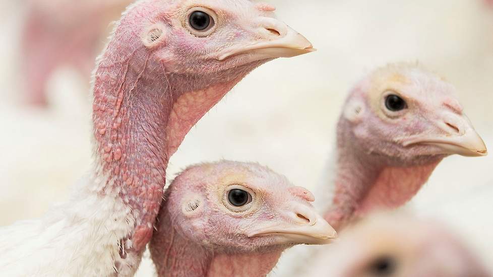 De kalkoenhouderij in Nederland is een relatief kleine sector, maar dat wil niet zeggen dat er geen ontwikkelingen plaatsvinden. Integendeel zelfs!