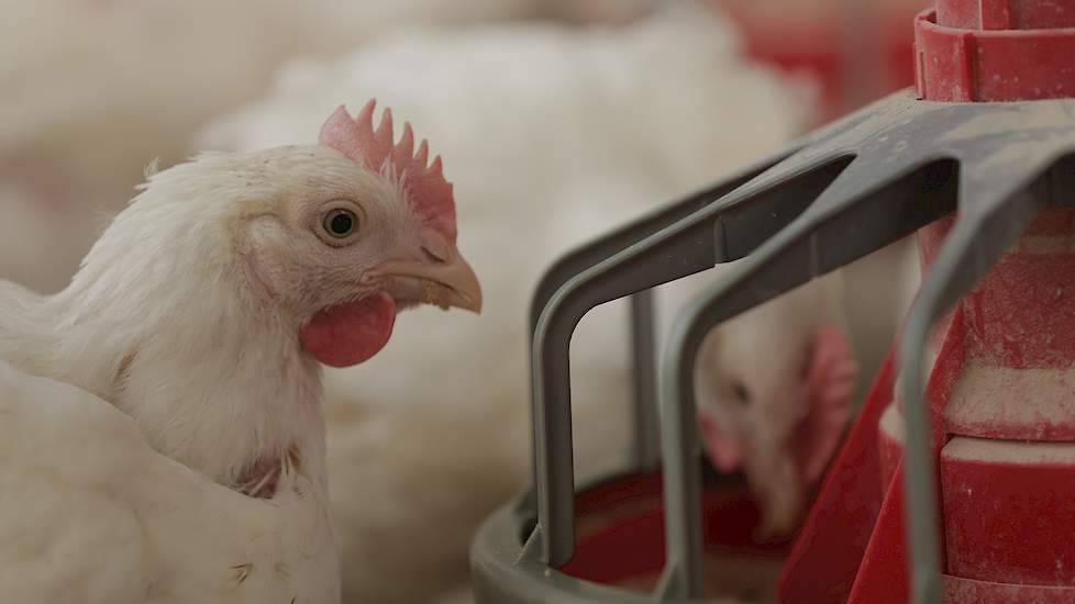 Coppens Diervoeding heeft weer een aantal interessante studie-bijeenkomsten voorbereid. Een bijeenkomst op maat kan gecombineerd worden met een excursie productielocatie in Helmond en/of het Poultry Research Centre in Vlierden.