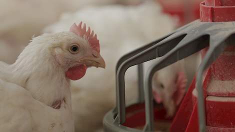 Coppens Diervoeding heeft weer een aantal interessante studie-bijeenkomsten voorbereid. Een bijeenkomst op maat kan gecombineerd worden met een excursie productielocatie in Helmond en/of het Poultry Research Centre in Vlierden.