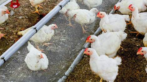 Hennen en hanen gescheiden voeren en huisvesten in dezelfde stal is de basis van het nieuwe voerconcept Line-Up van Agrifirm.