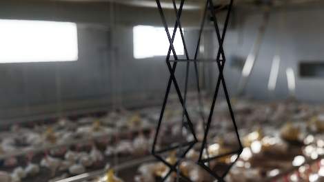 De Chickenboy is de eerste railrobot die 24 uur per dag, 7 dagen per week vleeskuikens, apparatuur en omgevingsparameters observeert in vleeskuikenstallen. De robot is uitgerust met vijf camera’s, waarvan twee infrarood camera’s en een groot aantal sensor