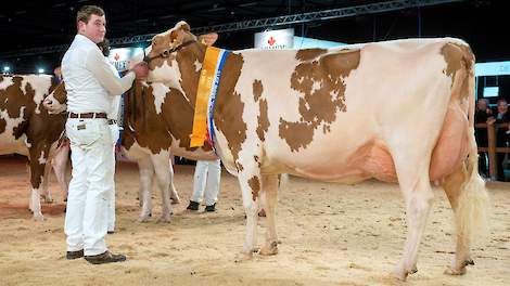 Heerenbrink Truus 4 (Apple-Red x Classic) van de familie Steegink uit Okkenbroek (OV) won het algemeen kampioenschap roodbont op de Holland Holstein sHow van 2018.