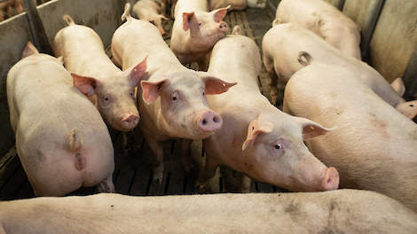 Wanneer vindt veldinfectie Mycoplasma plaats? Voor het overgrote deel van de Nederlandse bedrijven in de vleesvarkenstal!