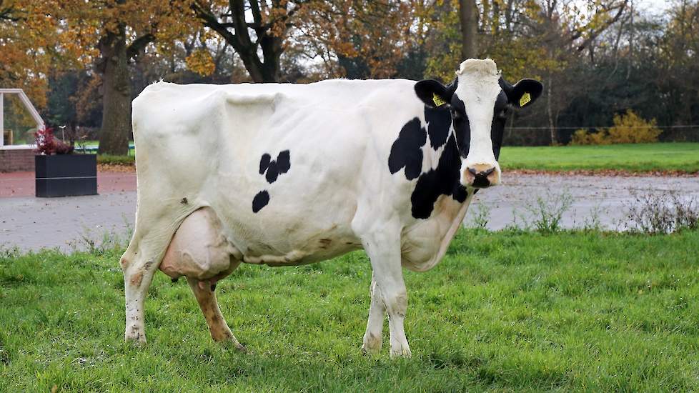 West Oaks Femke 94 (Kian x Slogan) van de familie Bouma uit Oldeberkoop (FR) won bij de vorige editie van De Beste Boerenkoe in de categorie jong (koeien tot tien jaar oud). Inmiddels heeft ze 90.000 kilo melk geproduceerd en is ze ook aangemeld voor de h