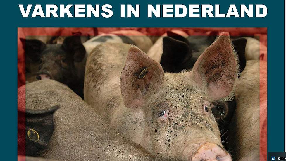 op haar site 'Onthult' Varkens in Nood hoe het komt dat Miljoenen illegale varkens in Nederland zijn