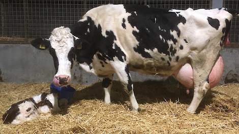 Geertje 43 met haar twintigste kalf, een stiertje van de Fleckviehstier Walbrand.