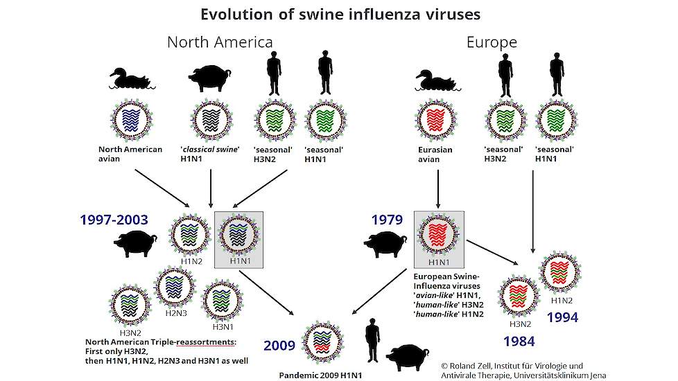 Ontwikkeling van de verschillende typen griepvirus (reassortment) in de tijd voor Noord-Amerika en Europa.