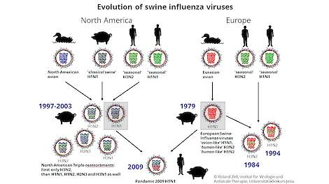 Ontwikkeling van de verschillende typen griepvirus (reassortment) in de tijd voor Noord-Amerika en Europa.