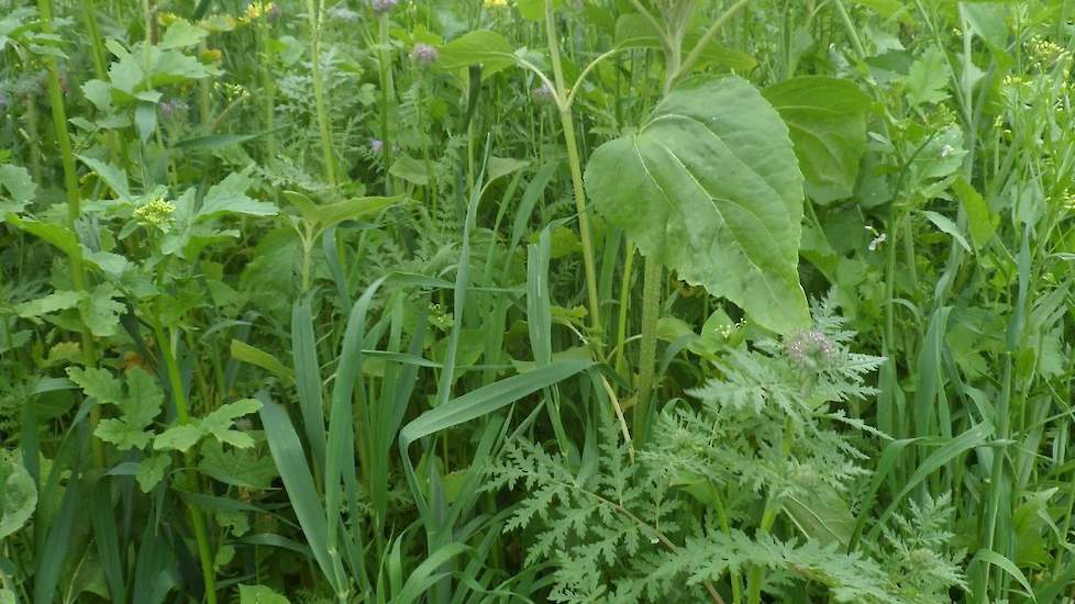Soortenrijke groenbemesters zorgen voor méér organische stof, méér bodemleven en een betere structuur van de grond