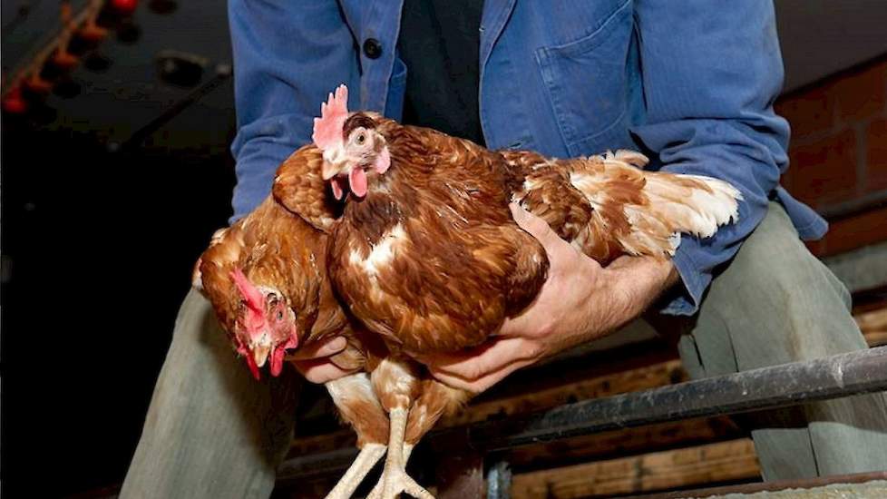 Bij de Zweedse vangmethode hangen kippen niet ondersteboven aan hun poten maar worden ze met maximaal twee tegelijk rondom de borst opgepakt en rechtop in een krat gezet.