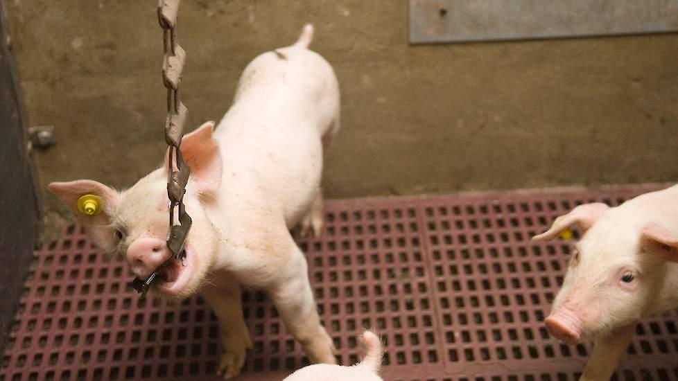 nauwelijks Naar de waarheid opblijven NVWA gaat strenger controleren en handhaven op spelmateriaal voor varkens |  Pigbusiness.nl - Nieuws voor varkenshouders