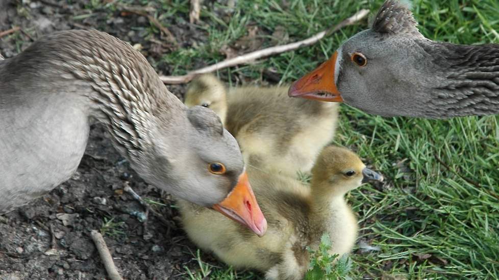 De Provincie Utrecht wil de ongebreidelde geboorte van grauwe ganzen een halt toeroepen.