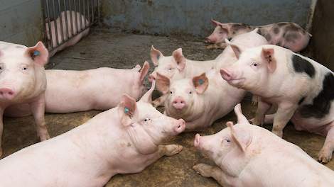 Ook minder varkens op het hetzelfde oppervlak biedt mogelijkheden om te voldoen aan de voorwaarden van het Besluit emissiearme huisvesting per 1 januari 2020.