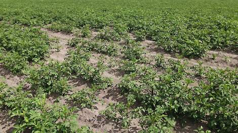 Grote valplekken komen de laatste jaren niet meer voor. „Veel jonge boeren kennen en herkennen AM in het veld dan ook niet", zegt Jitse Doornbos.