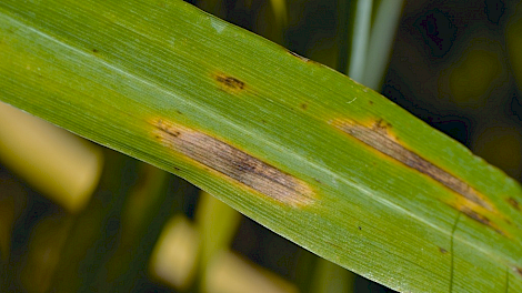 Septoria