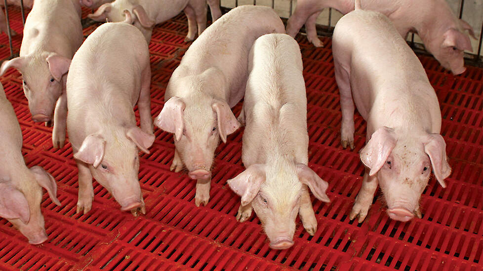 Impact van PRRS op individuele kosten