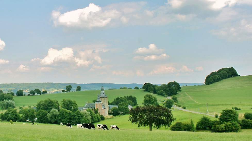 Koeien in het Vlaamse landschap.