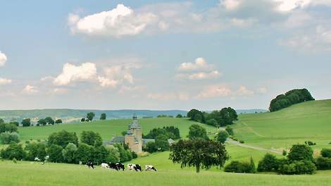 Koeien in het Vlaamse landschap.