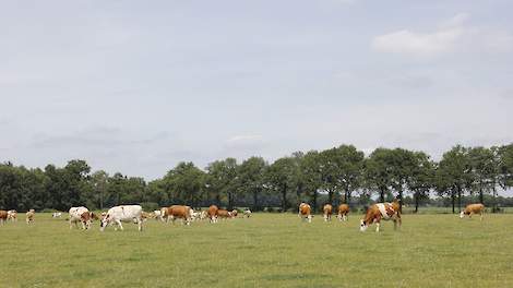 De nieuwe sensor kan helpen het stikstofgehalte in gras te schatten