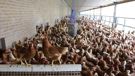 De meerkosten die leghennenhouders maken om over te schakelen van scharrel naar eieren met het één Ster Beter Leven Keurmerk van de Dierenbescherming worden meestal niet gedekt, volgens de Nederlandse Vakbond Pluimveehouders (NVP). Dat eierhandelaren - do
