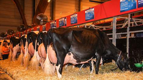 De Nederlandse afvaardiging op de stand van het EK in Colmar in 2016. Op de voorgrond de fraaie Jasper-dochter Bons-Holsteins Koba 191, die dit jaar overigens niet van de partij is.
