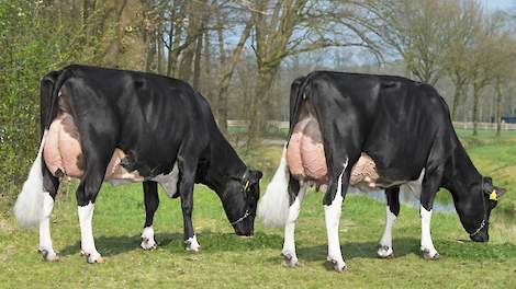 Twee dochters van Big Malki van de familie Knoef uit Geesteren (OV), die ook de stier zelf fokte. Malki noteert voor het eerst een TIP van boven de 300 punten en zag zijn fokwaarde laatrijpheid oplopen tot 115.