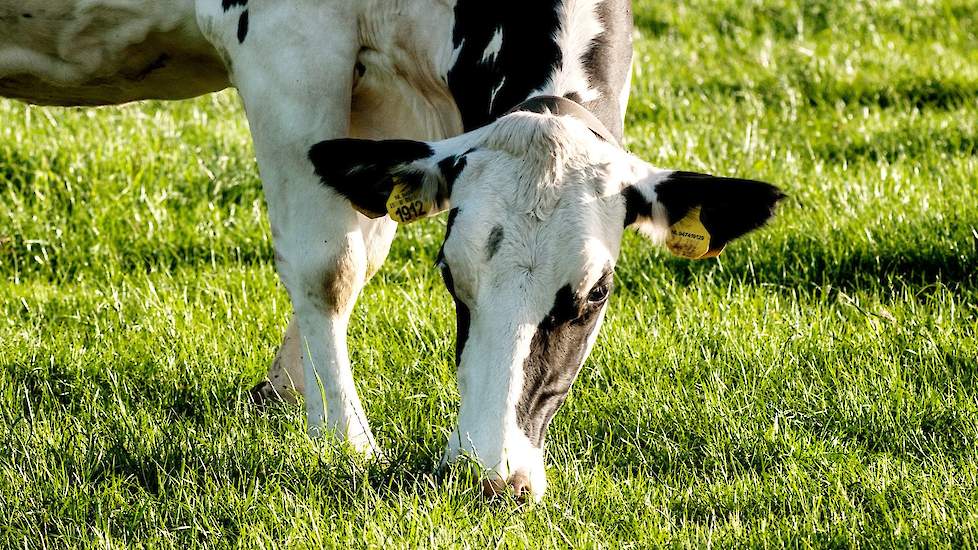 Koe eet weidegras voor melkeiwit in melk