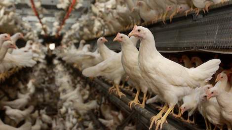 Avined adviseert leghennenhouders om alleen opfokhennen uit België te ontvangen waaruit vooraf blijkt dat ze vrij zijn van antistoffen tegen vogelgriep. In de praktijk wordt deze informatie vaak meegegeven met het koppel dat wordt aangevoerd. Gezien de ac