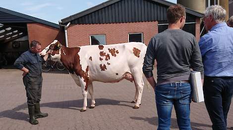 Veehouder Gerrit van der Kolk presenteert Bossink Gerda 64 aan de NRM-commissieleden Dennis Nijhof (links) en Kees Ruijter.