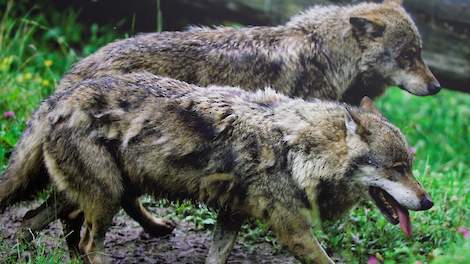 Dit is een foto ter illustratie, niet het betreffende wolvenkoppel op de Veluwe.