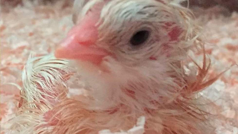 geboren sarcoom slepen Eerste kuikens geboren op Nieuw Gemengd Bedrijf Kuijpers Kip |  Pluimveeweb.nl - Nieuws voor pluimveehouders