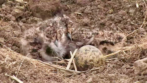 Kievitkuiken in een nest op bouwland.