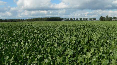 Controle op insecten in bieten blijft aan de orde!