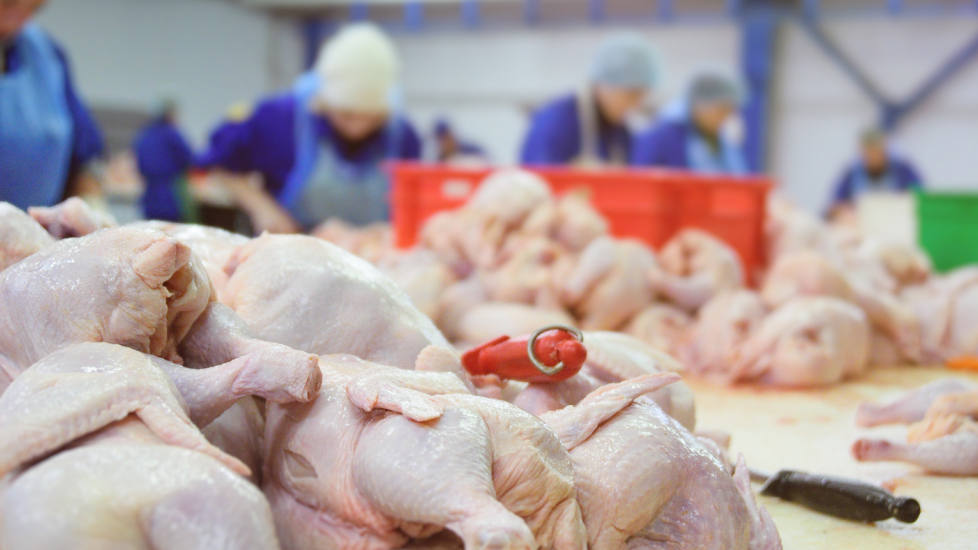 Europese kippenvleesproducenten vrezen dat de markt straks overspoeld wordt met goedkoop en minder diervriendelijk kippenvlees uit Brazilië.