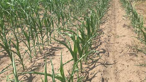 Droogte in Hengelo op 24 juni 2019