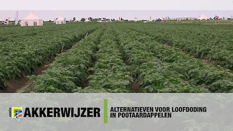 Alternatieven voor loofdoding in pootaardappelen