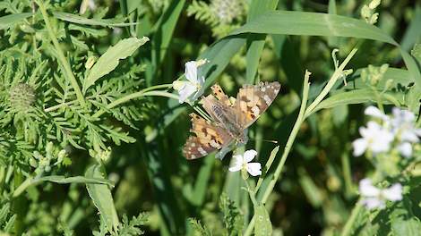 Distelvlinder op groenbemestersmengsel