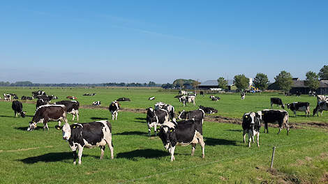 koeien in wei door hittestress