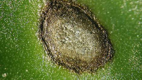 Bladvlek veroorzaakt door cercospora.
