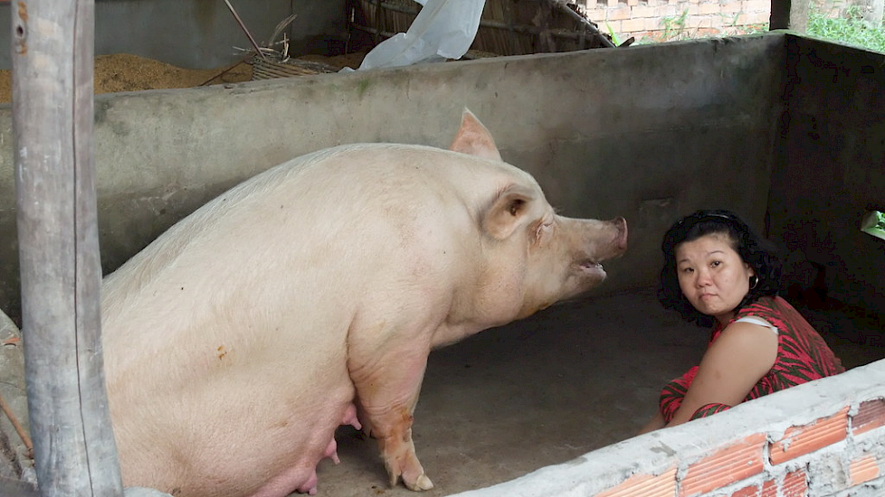 Veel vietnamezen houden bij huis varkens. Ook deze dieren lopen gevaar door de uitbraak van Afrikaanse varkenspest in dat land.