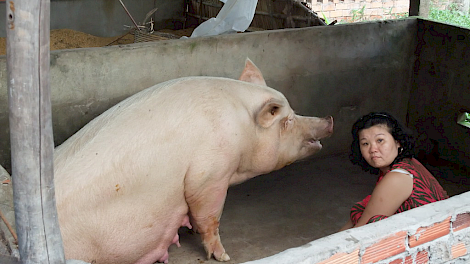 Veel vietnamezen houden bij huis varkens. Ook deze dieren lopen gevaar door de uitbraak van Afrikaanse varkenspest in dat land.