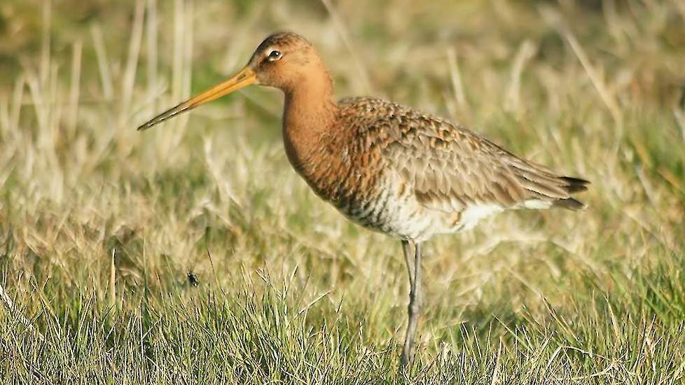 De grutto, een van de bekendste boerenlandvogels.