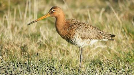 De grutto, een van de bekendste boerenlandvogels.