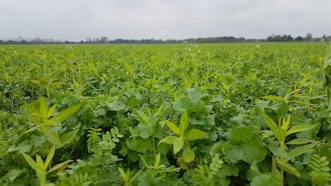 TerraLife® BetaSola. Groenbemester zeer geschikt voor een bouwplan met aardappels en bieten.