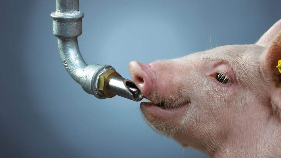 Top 5 dingen die je met water kunt doen om diarree bij varkens te helpen voorkomen